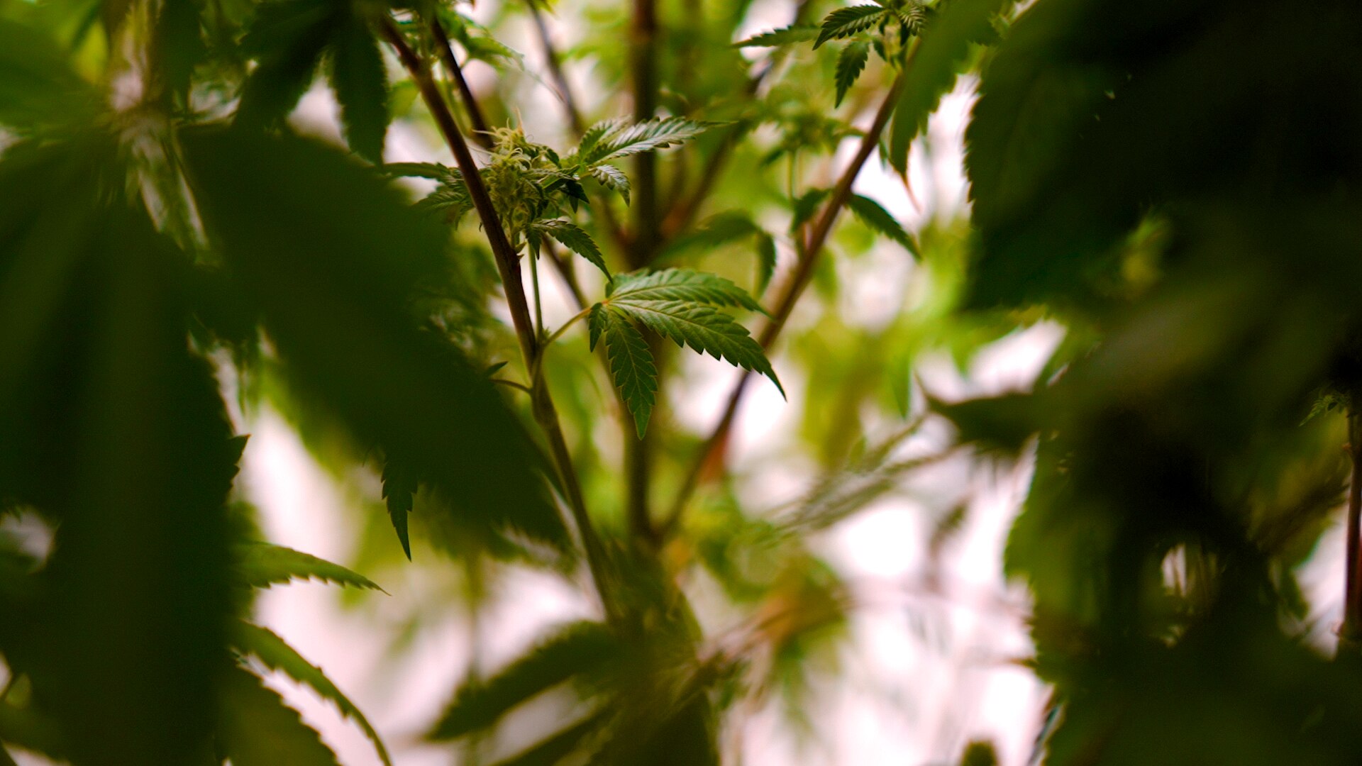 The leaves of a cannabis plant growing indoors in Canberra