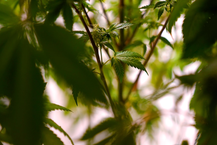 The leaves of a cannabis plant growing indoors in Canberra