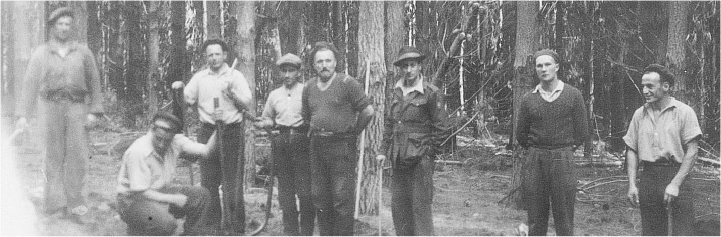 black and white image Italian POW internees in a pine forest at Nangwarry 1944