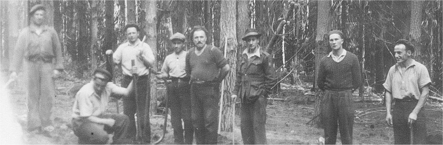 black and white image Italian POW internees in a pine forest at Nangwarry 1944