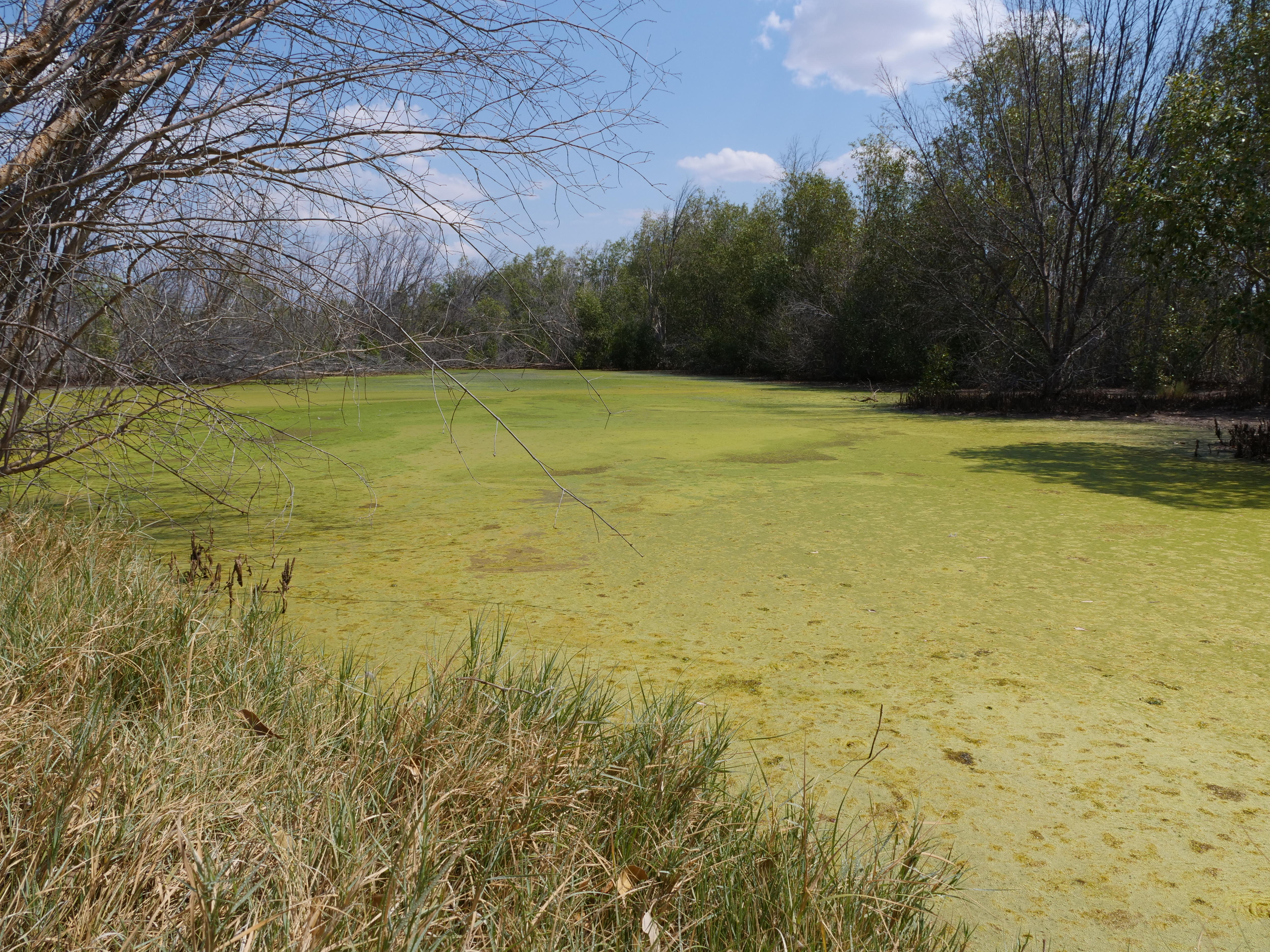 an tree-lined pond covered in green algae 