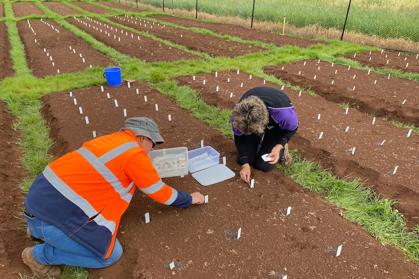 A man and a woman bent over a rich red plot of soil use tweezers to plant tiny seeds.