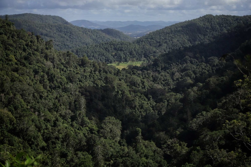 Valleys of trees with mountains far in the distance.