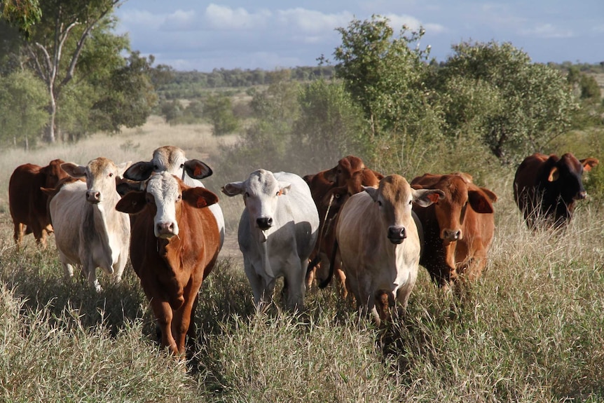 Cattle walking towards camera in a paddock.