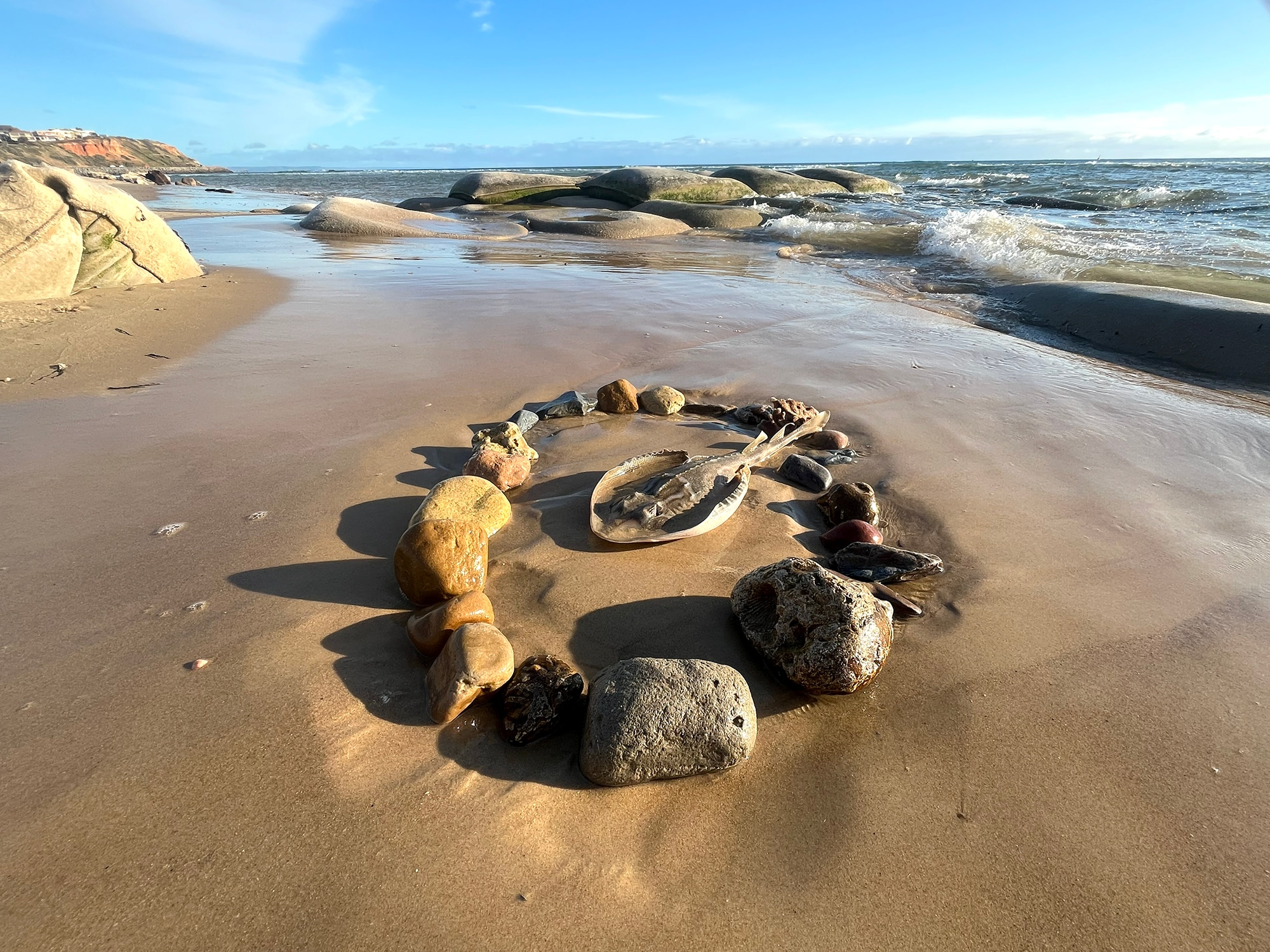 A dead ray surrounded by stones on a beach