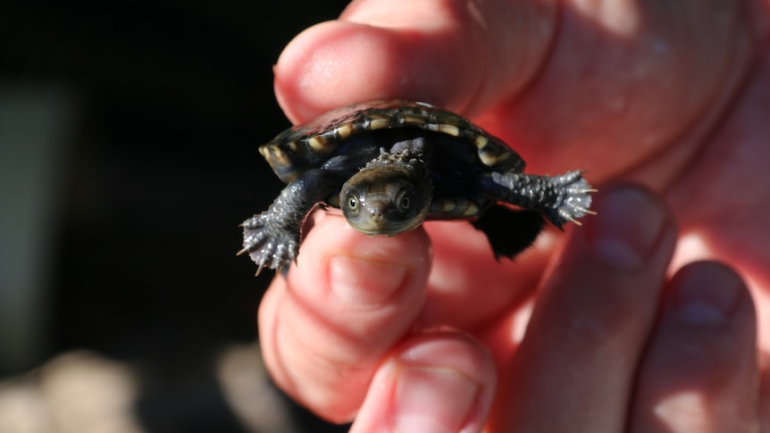 A baby Western Swamp Tortoise being held.