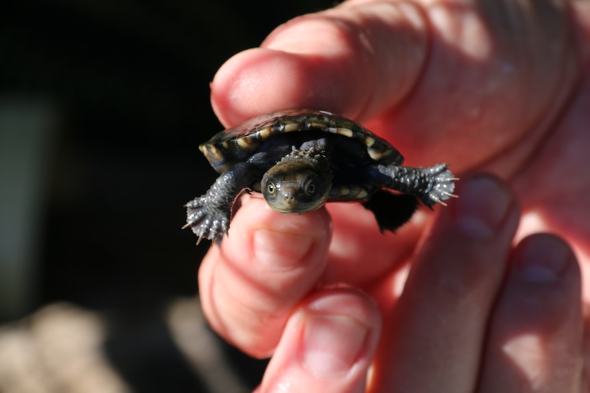 A baby Western Swamp Tortoise being held.