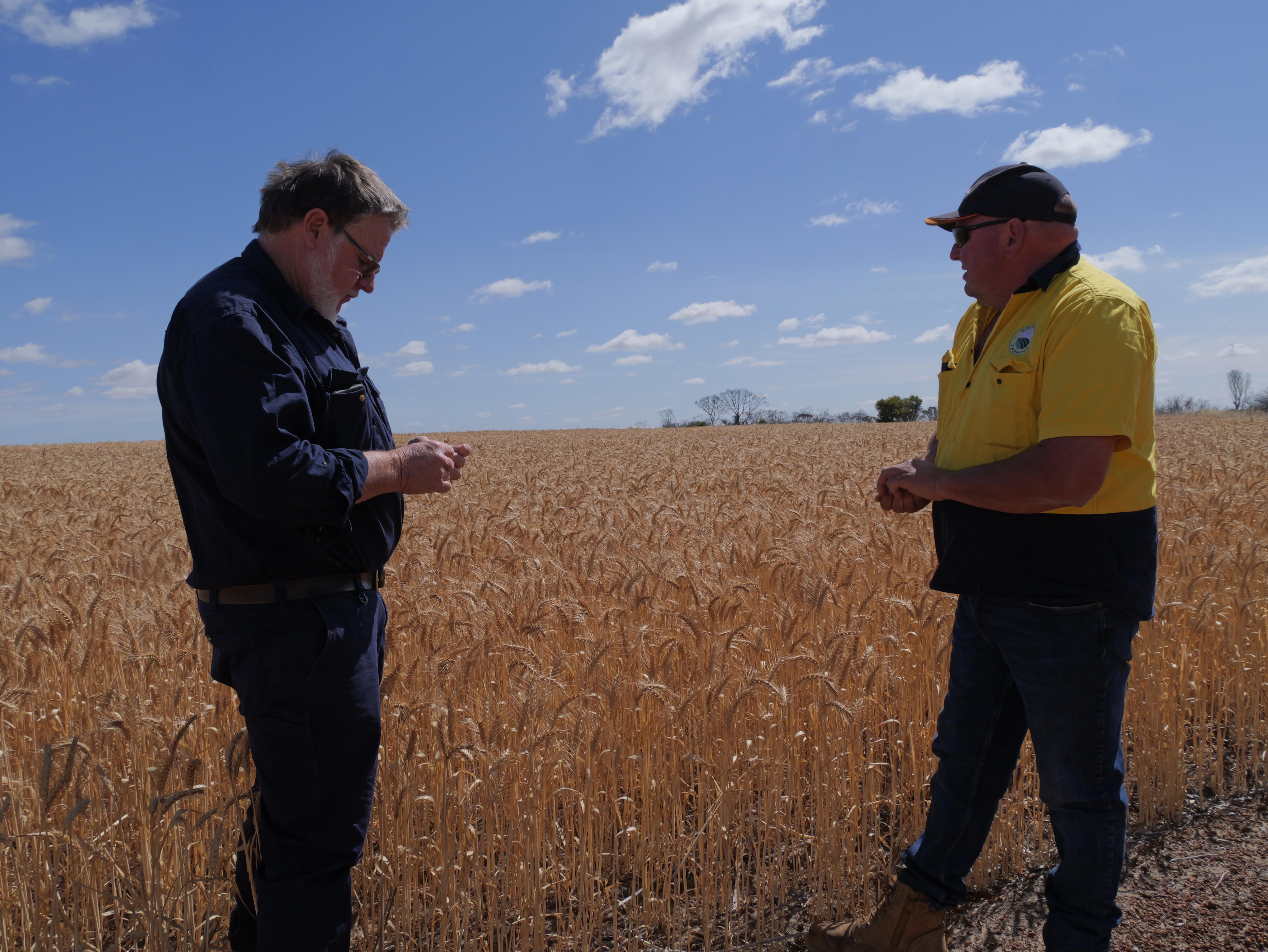 Dois homens se encontram em um campo de trigo.