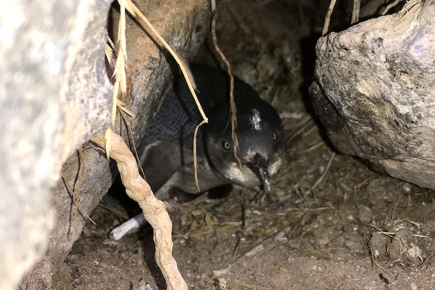 A little penguin peers out from inside a burrow.