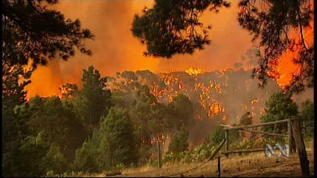 Bushfire flames rage through tall trees