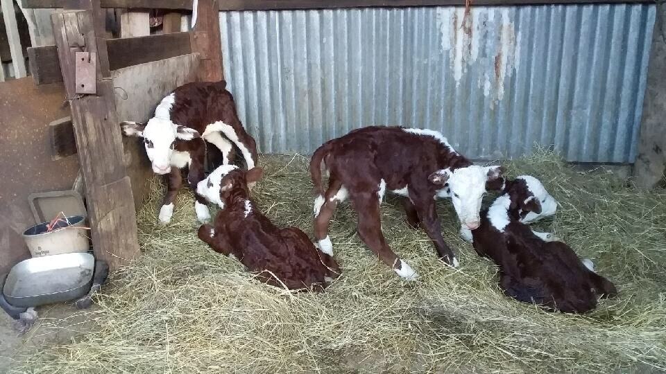 Four calves rest in a bed of hay in a shed.