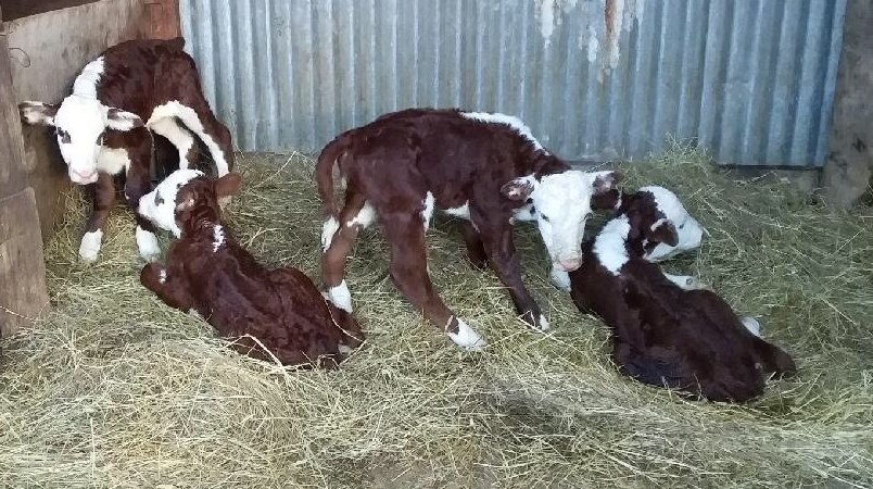 Four calves rest in a bed of hay in a shed.