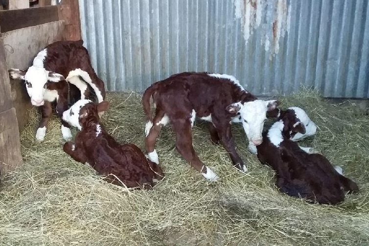 Four calves rest in a bed of hay in a shed.