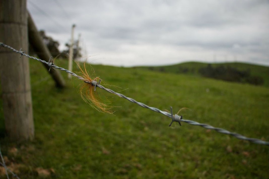 Deer hair caught on a barbed wire fence on a property at Glenburn, north of Melbourne.