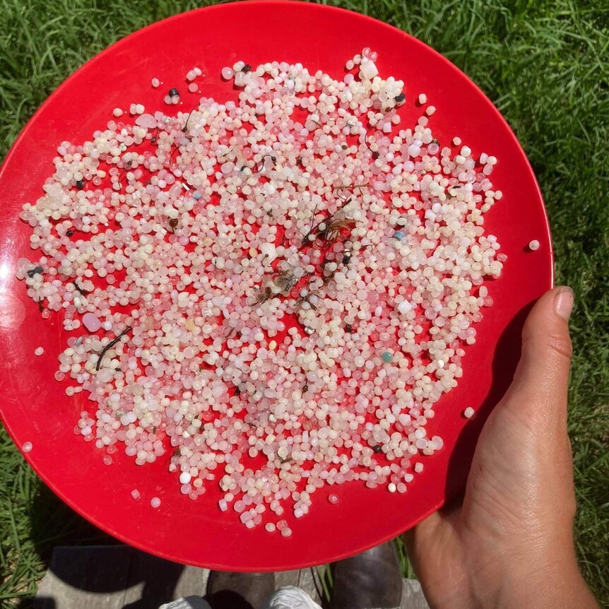 A red plastic plate containing thousands of white plastic nurdles.