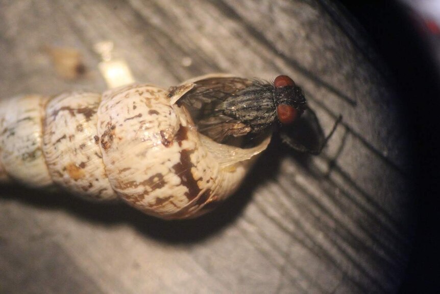 A fly emerges from the shell of a pointed snail.