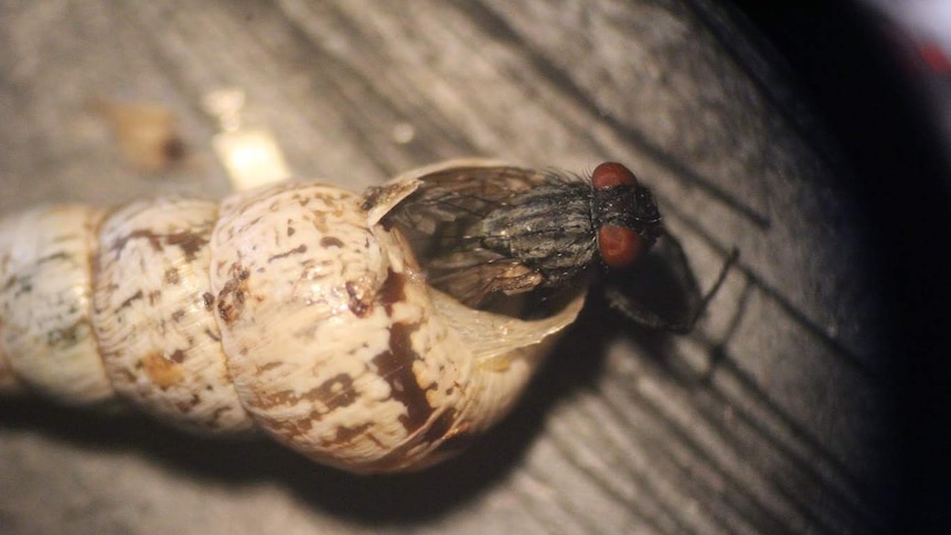 A fly emerges from the shell of a pointed snail.