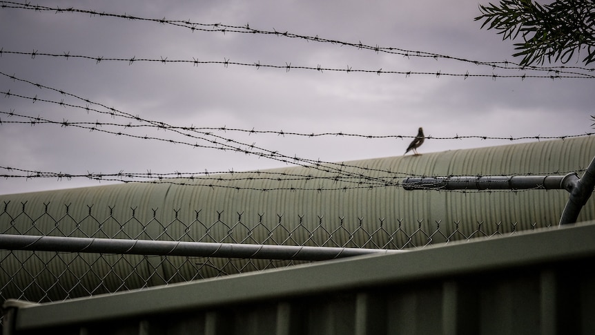 Barbed wire sits above a wire fence, with a bird in the background.