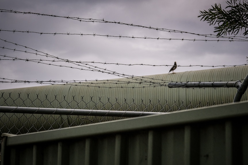 Barbed wire sits above a wire fence, with a bird in the background.