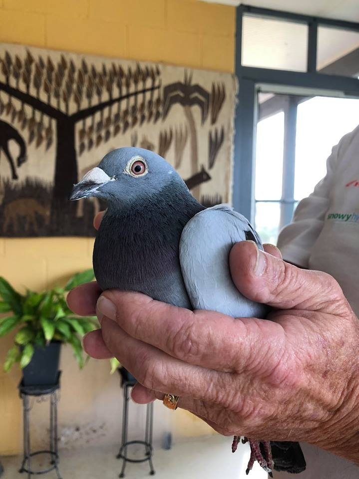 Steve Ahern at his property in Cobargo, south-east of New South Wales holding the lost pigeon.