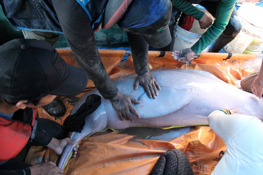 Ratownicy łapią różowego delfina rzecznego leżącego na plandece