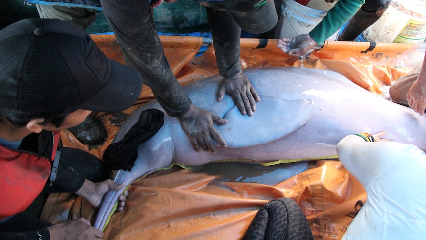 Rescuers hold down a pink river dolphin laid out on tarp