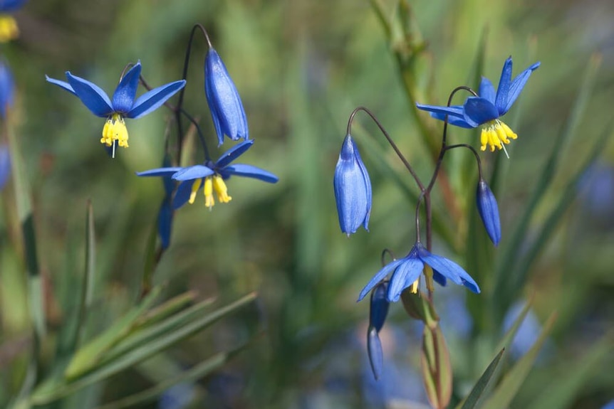 The nodding blue lily (Stipandra glauca) is a common plant that grows in dry sites in woodland.