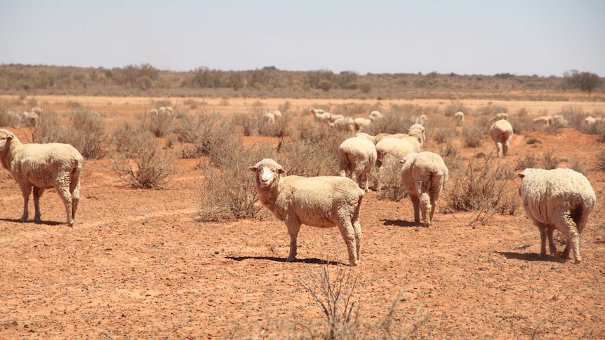 A sheep looks at the camera in a dry paddock on Milpa Station, north of Packsaddle.