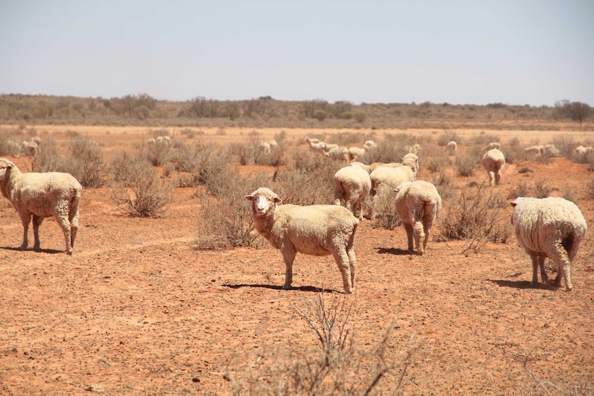 A sheep looks at the camera in a dry paddock on Milpa Station, north of Packsaddle.