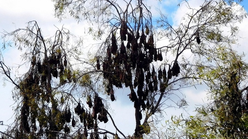 Gum trees weighed down by hundreds of flying foxes