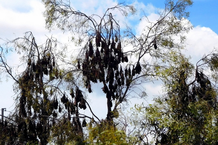 Gum trees are weighed down by hundreds of flying foxes
