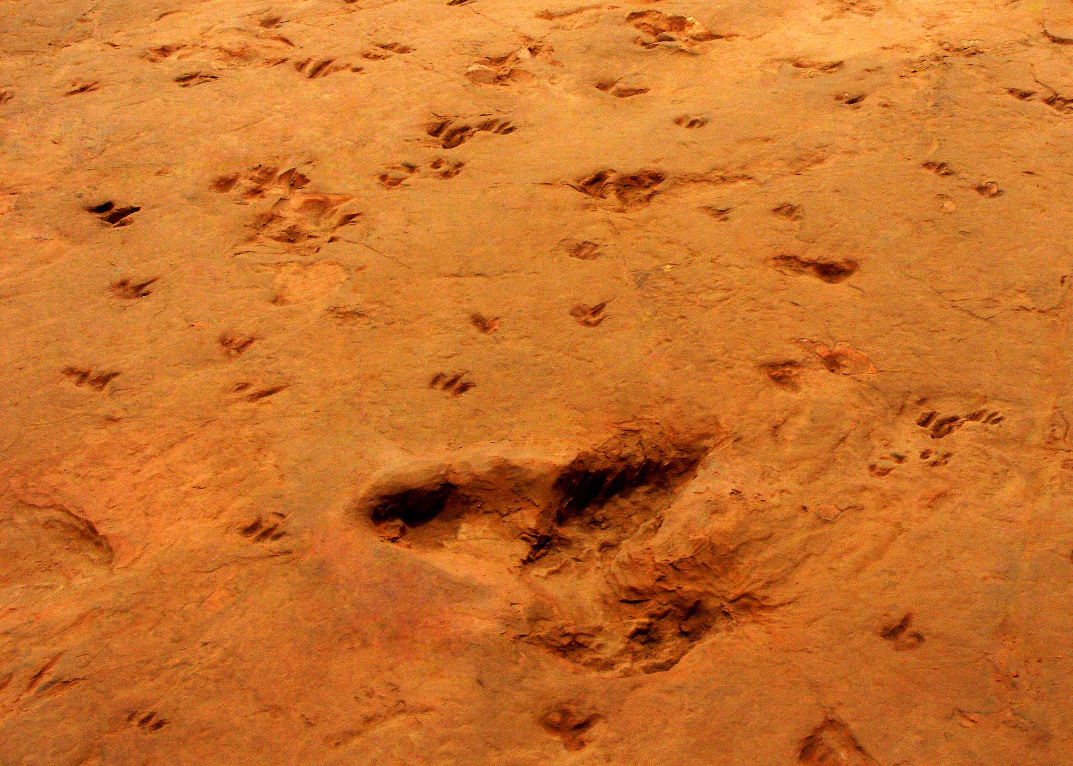 Where to find dinosaur footprints around Australia ABC News