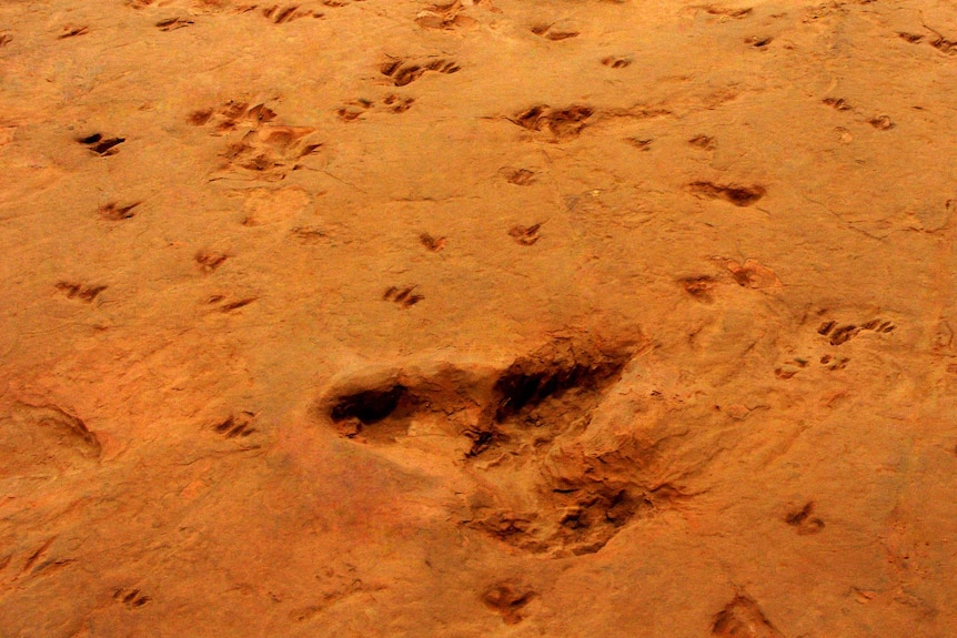 Dinosaur stampede footprints at Lark Quarry Dinosaurs Trackways building near Winton in central-west Qld