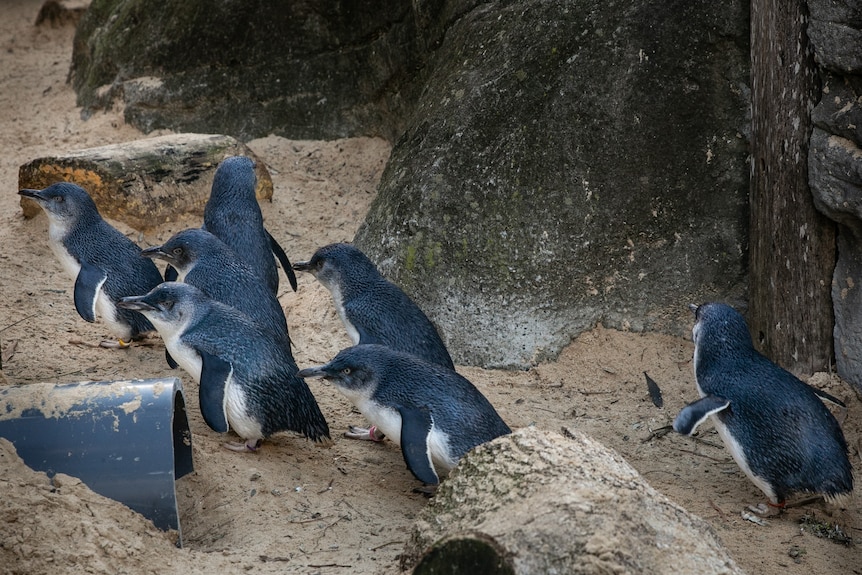 Several penguins walk on sand next to a rock.