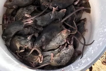 Dead mice in a bucket