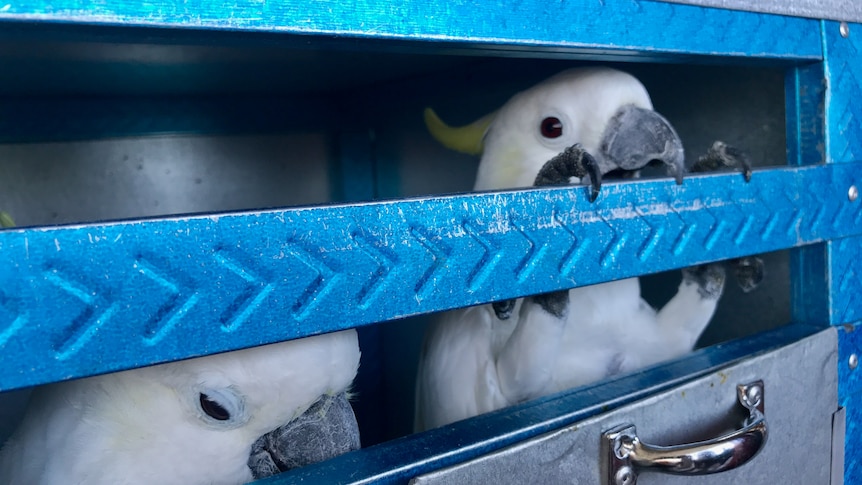 Indonesia confiscation - cockatoo