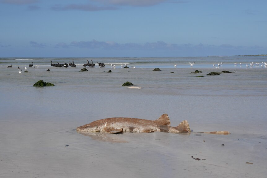 A dead shark lying in shallow water, with birds feeding behind it. 