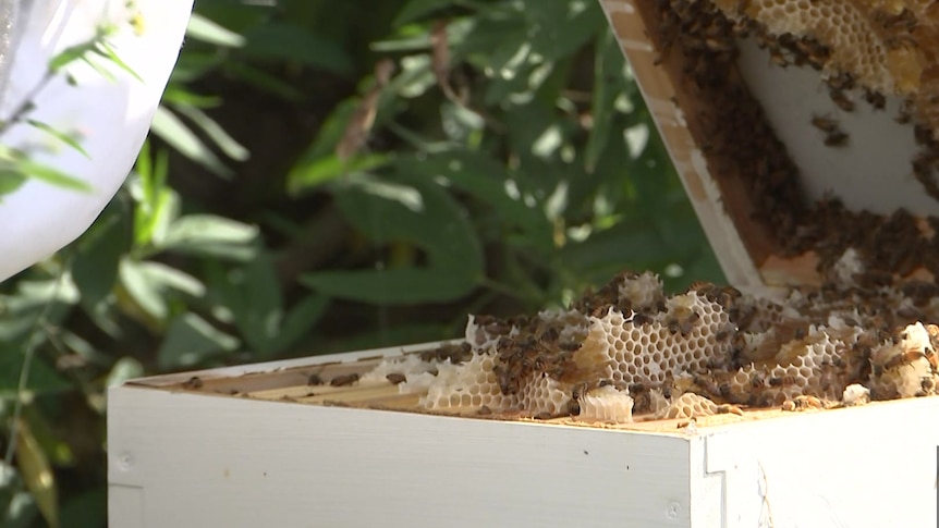 A bee hive being opened, with bees and honey comb inside