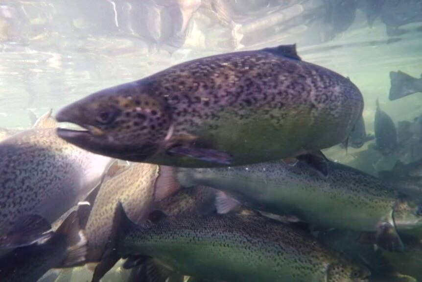 Salmon theft charges