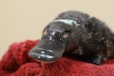 Percy, the juvenile platypus