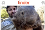 Patrick the Wombat on Tinder