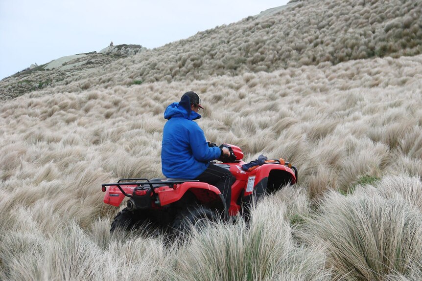 Josh Kenndy rides a red all terrain vehicle up a steep tussock grass covered rookery slope.