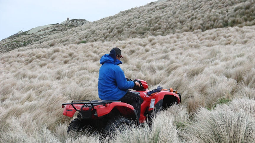 Josh Kenndy rides a red all terrain vehicle up a steep tussock grass covered rookery slope.