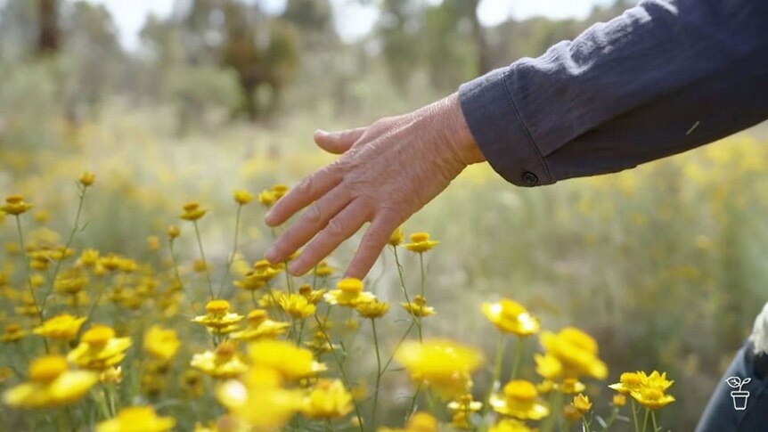 A hand brushing through a meadow of yellow flowers.