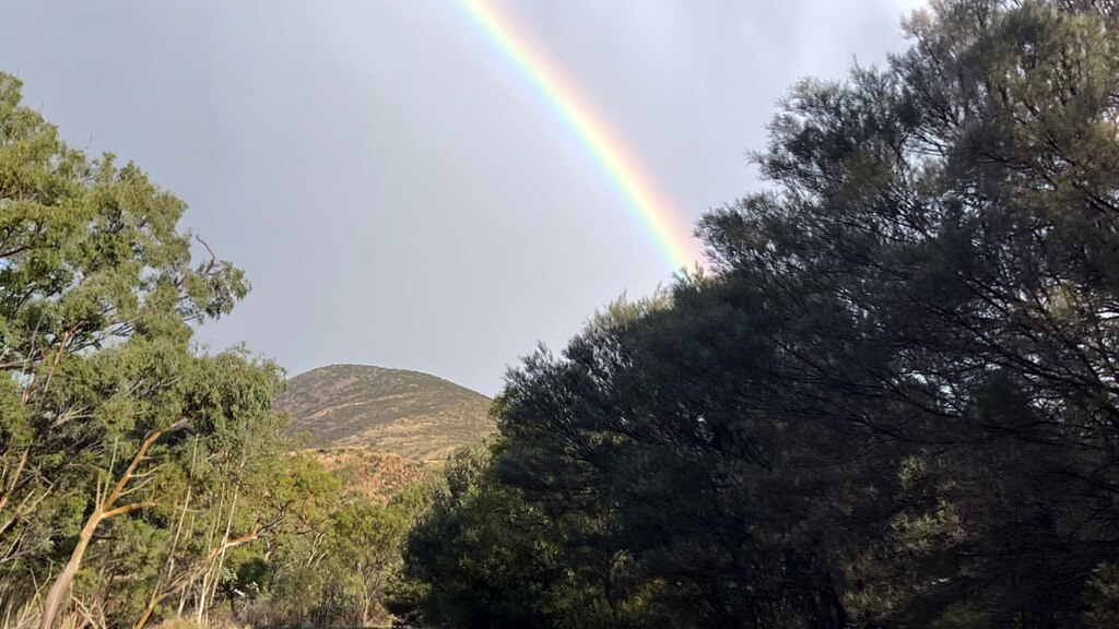 Rainbow arcing over a hill behind gum trees.