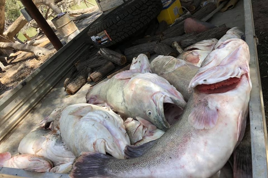 close up of dead fish on back of truck