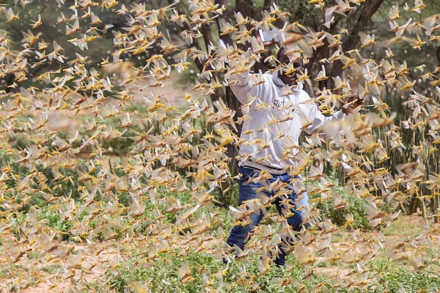 A man in a field is barely visible behind a cloud of insects
