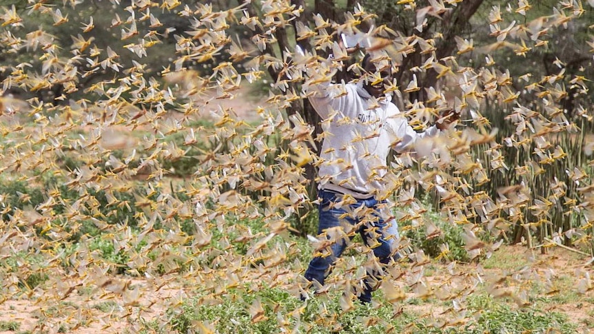 A man in a field is barely visible behind a cloud of insects