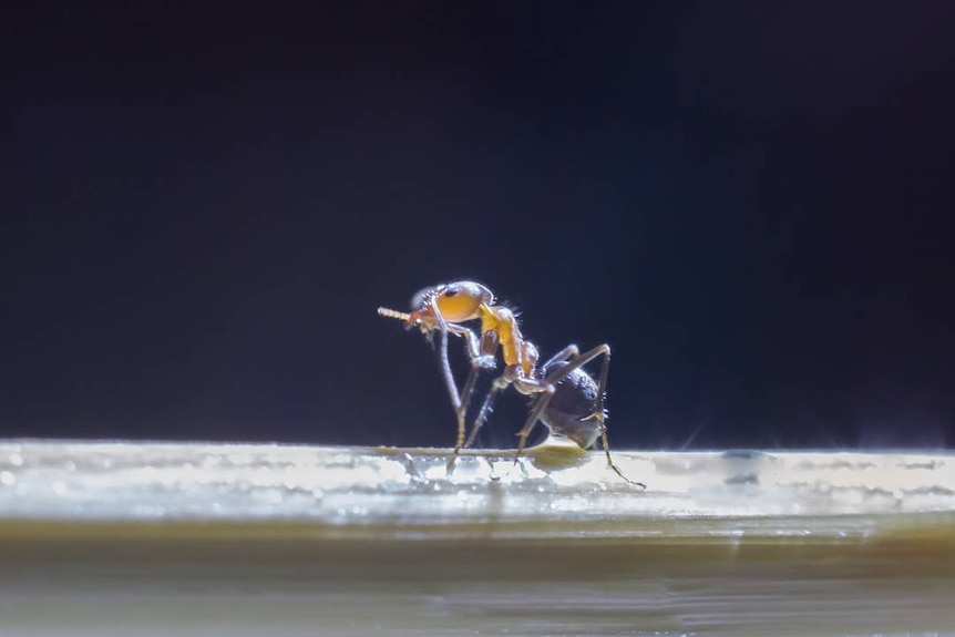 Close up of a fire ant on a stick.