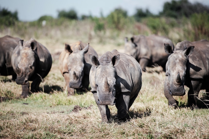 Wild white rhinos walking together.